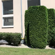 Okrasný rez drevín záhradnícke služby