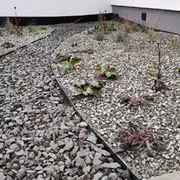 Realizácia okrasnej výsadby v záhrade