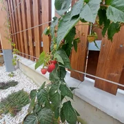 Záhrada v mestskej radovej zástavbe - realizácia záhrady